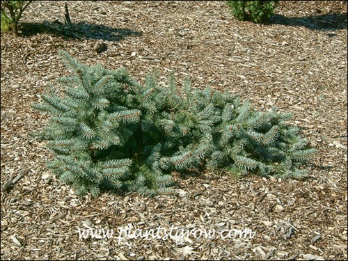 A small newly planted Picea procumbens.
